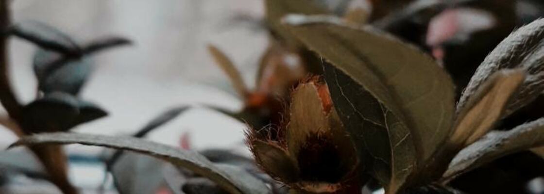 Main img 20210107 103436 928