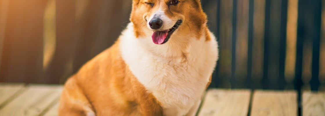 Main 99px ru wallpaper 211149 velshkorgi na razmitom fone