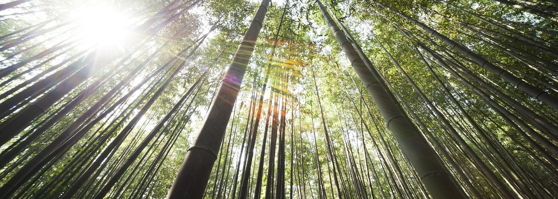 Main bamboo 364112 1920