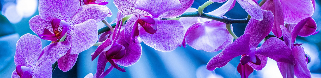 Main orhideya ekzotika vetka makro