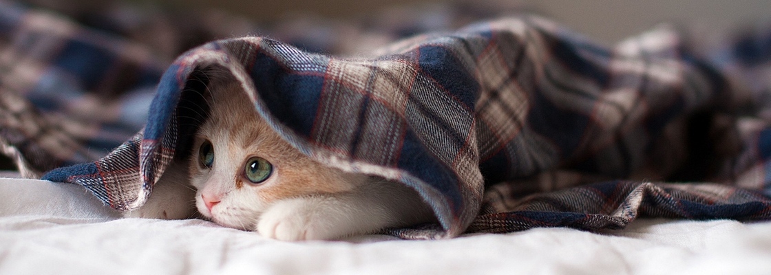 Main cat lying kitten playful 91882 1280x720