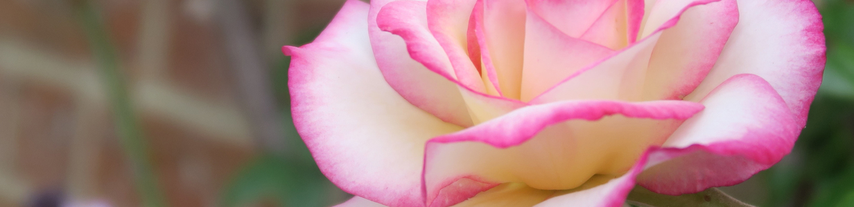 Main 2018nature   flowers beautiful fragrant pink rose close up 129172 