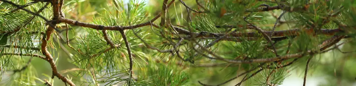 Main les shishki vetochki sosna igolki