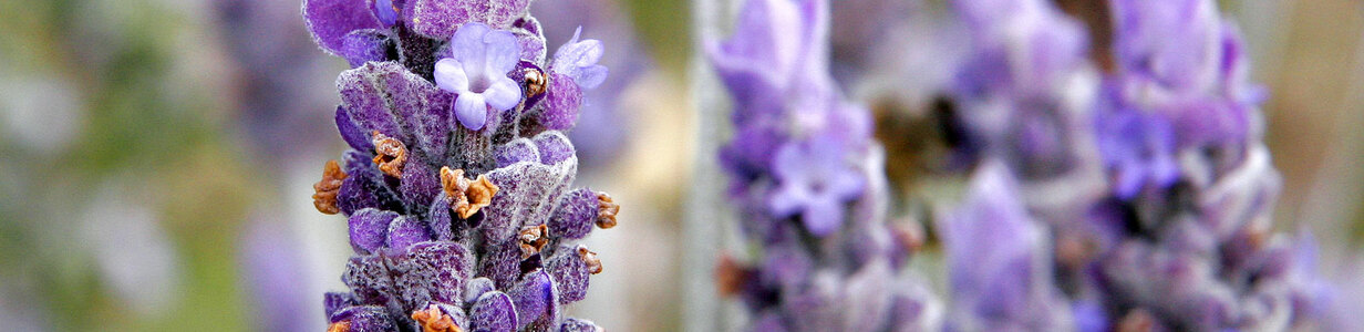 Main single lavender flower02