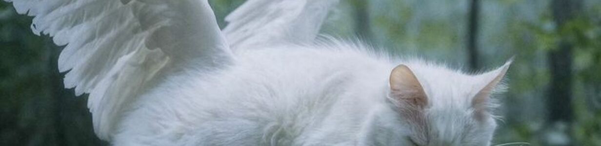 Main 0a3e993e68dc49f6f451c3555af24609