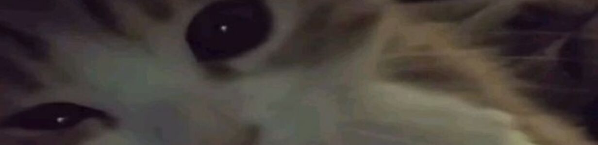 Main 66fd415c9562806e202623f878714090