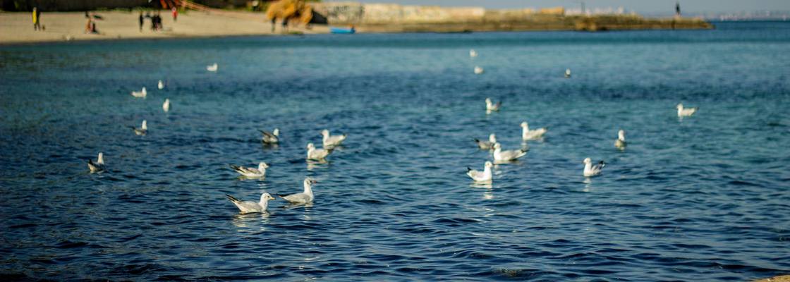 Main 14680943 1334519043249018 2168792742239425325 o