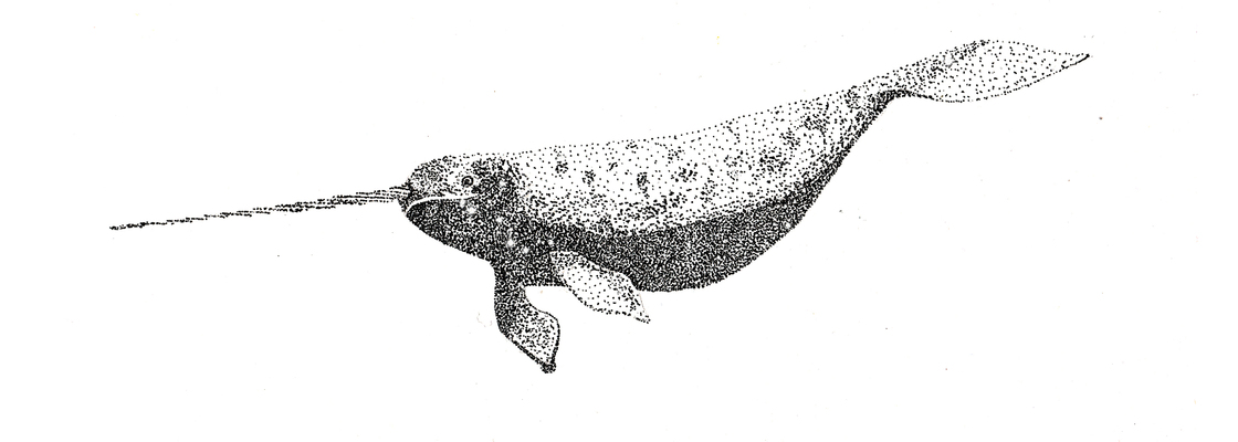 Main narwhal